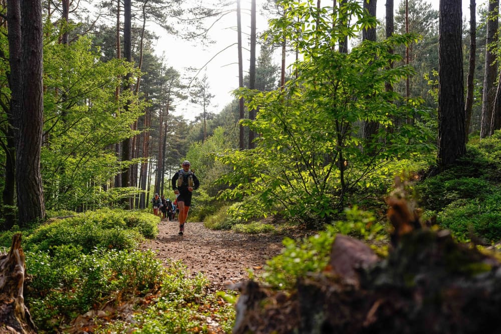 Photo du parcours Trail Alsace - Ultra-Trail des Chevaliers 2027